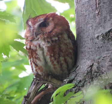 Eastern Screech Owl red morph Maumee Bay 5_15_2015